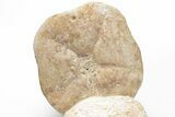 Miocene Fossil Echinoid (Clypeaster) - Taza, Morocco #215596-2